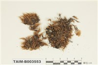 藏品(曲尾苔科)的圖片